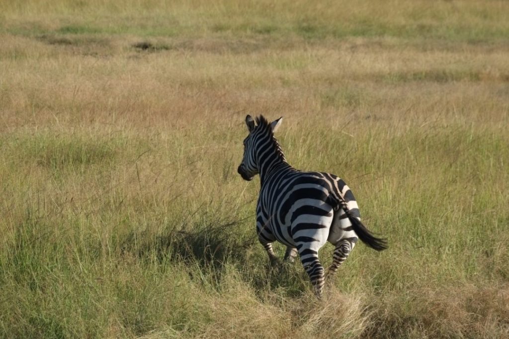 No matter how often you see them, zebras never fail to impress. Image by Elham Shabahat. Rwanda, 2017.