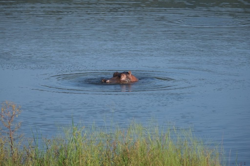 In these hot months, hippos spend their days in the water, huffing and puffing like giant, hidden beasts. Image by Elham Shabahat. Rwanda, 2017.