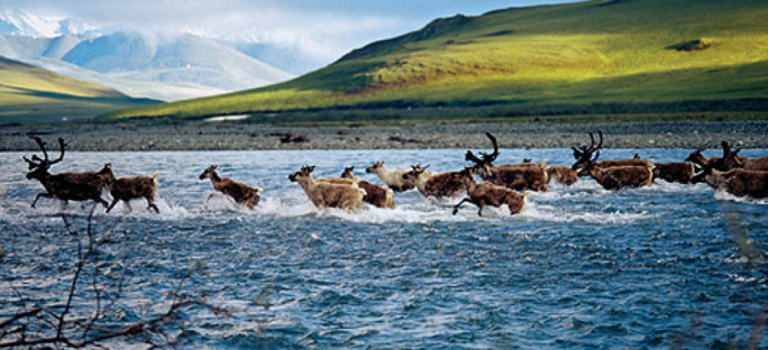 Americans oppose drilling in Arctic National Wildlife Refuge