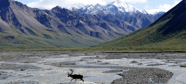 Americans oppose drilling in the Arctic National Wildlife Refuge