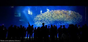 An image of the Outer Bay Wing of the Moneterey Bay Aquarium. The image shows people standing in front of a large single paned window and a giant school of fish swimming inside the exhibit. 