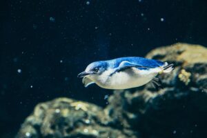 A little blue penguin swimming in the water